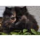 Perser Schildpatt - Katze