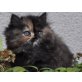 Perser Schildpatt - Katze