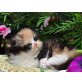 Perser Schildpatt - Katze