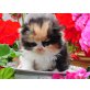 Perser Schildpatt - Katze