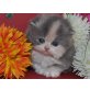 Perser Schildpatt - Katze