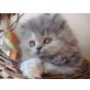 Perser Schildpatt - Katze