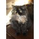 Perser Schildpatt - Katze