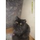 Perser Schildpatt - Katze