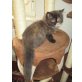 Perser Schildpatt - Katze