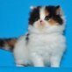 Perser Schildpatt - Katze
