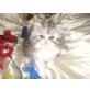Perser Schildpatt mit Weiß - Katze