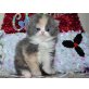 Perser Schildpatt mit Weiß - Katze