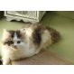 Perser Schildpatt mit Weiß - Katze