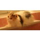 Perser Schildpatt mit Weiß - Katze
