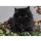 Perser Schwarz - Kater