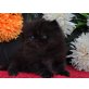Perser Schwarz - Kater
