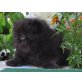 Perser Schwarz - Kater