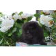 Perser Schwarz - Kater