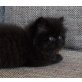 Perser Schwarz - Kater