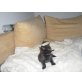 Perser Schwarz - Kater