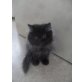 Perser Schwarz - Kater