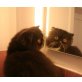 Perser Schwarz - Kater
