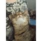 Perser/ Siam - Kater
