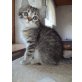 Perser-Siam - Katze