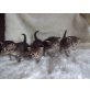 Perser-Siamkitten - Kater