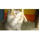 Perser Silber - Kater
