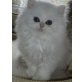 Perser Silber - Kater
