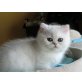 Perser Silber - Kater