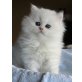 Perser Silber - Kater