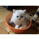 Perser Silber - Kater