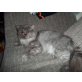 Perser Silber - Kater