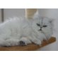Perser Silber - Kater