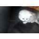 Perser Silber - Katze