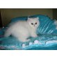 Perser Silber - Katze