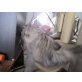 Perser Silber - Katze