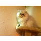 Perser Silber - Katze