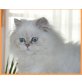 Perser Silver Point, Perser Colourpoint - Katze