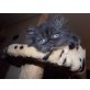 Perser Smoke - Katze