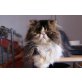 Perser Tabby - Kater
