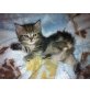 Perser Tabby - Kater