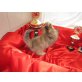 Perser Tabby - Katze