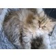 Perser Tabby - Katze