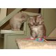 Perser Tabby - Katze