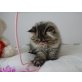 Perser Tabby - Katze
