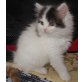 Perser-Türkisch Van - Katze