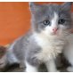 Perser, Türkish Van - Katze