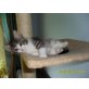 Perser (Vater) u. Hauskatze (Mutter) - Katze