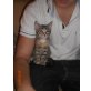 Perser-Waldkatze/Hauskatze - Katze