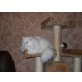 Perser Weiß - Kater