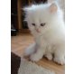 Perser Weiß - Kater